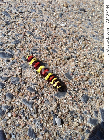 Red, yellow and black poisonous caterpillars Red, yellow and black poisonous caterpillars 73407444