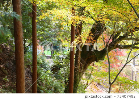 Golden maple Hirokawadera Golden maple Hirokawadera 73407492