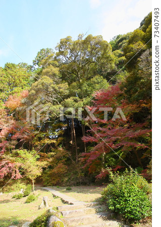Colored maple Hirokawadera Colored maple Hirokawadera 73407493