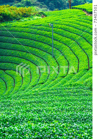 Uji tea village Harayama tea plantation 73407501