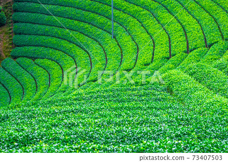 Uji tea village Harayama tea plantation 73407503