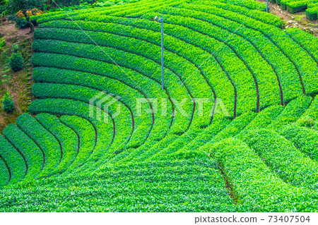 Uji tea village Harayama tea plantation 73407504