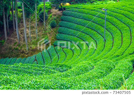 Uji tea village Harayama tea plantation Uji tea village Harayama tea plantation 73407505