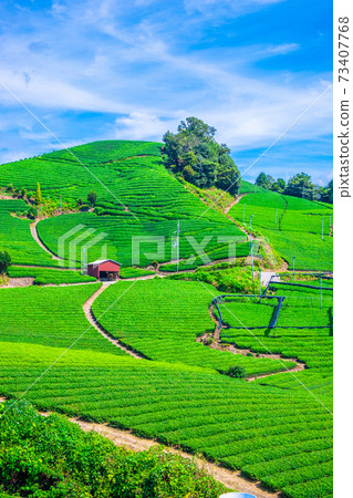 Uji Tea Village Ishitera Tea Farm 73407768