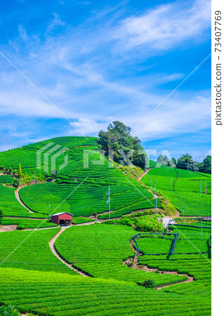 Uji Tea Village Ishitera Tea Farm Uji Tea Village Ishitera Tea Farm 73407769