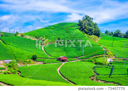 Uji Tea Village Ishitera Tea Farm Uji Tea Village Ishitera Tea Farm 73407770