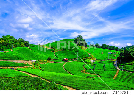 Uji Tea Village Ishitera Tea Farm 73407811