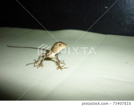 Kinobori lizard juvenile Kinobori lizard juvenile 73407818