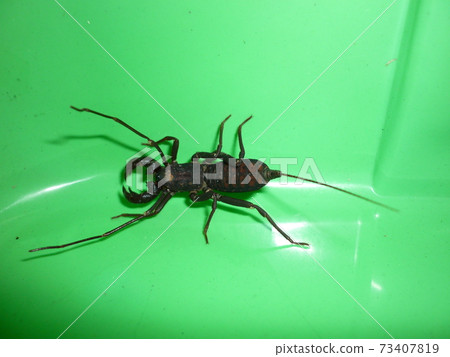 Tawan Sasorimodoki Tawan Sasorimodoki 73407819