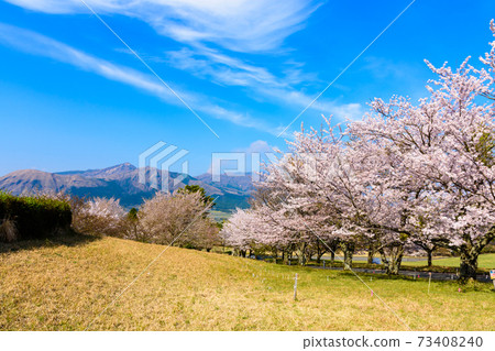 The most beautiful spring sky and cherry blossom trees in the background of Mt. Aso and Mt. Aso Godake, Japan, South Aso, Kumamoto Prefecture Spring 2020 The most beautiful spring sky and cherry blossom trees in the background of Mt. Aso and Mt. Aso Godake, Japan, South Aso, Kumamoto Prefecture Spring 2020 73408240