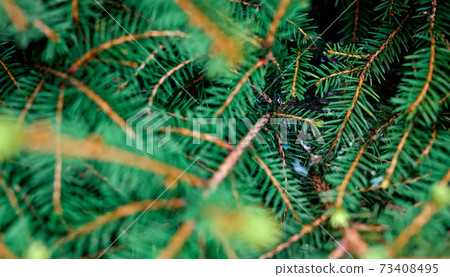Brightly green prickly branches of a fur-tree or pine Brightly green prickly branches of a fur-tree or pine 73408495