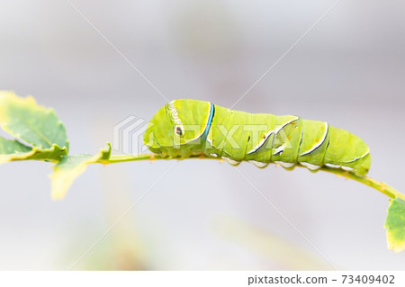 Swallowtail larvae that grow on the leaves of Japanese pepper 73409402