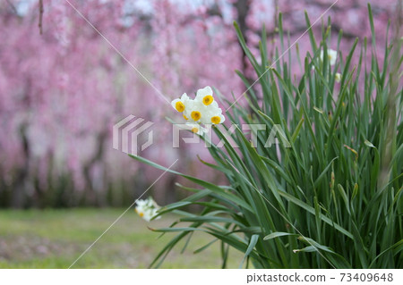 水仙花和梅園(愛知縣名古屋市名古屋市農業中心) 水仙花和梅園(愛知縣名古屋市名古屋市農業中心) 73409648