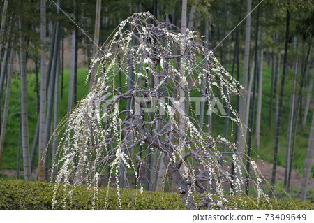 白梅花和竹林(愛知縣名古屋市名古屋市農業中心的垂枝梅) 白梅花和竹林(愛知縣名古屋市名古屋市農業中心的垂枝梅) 73409649