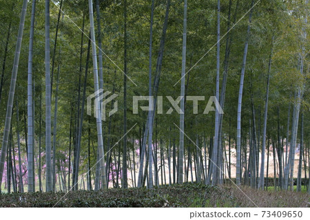 粉色梅花和竹林(愛知縣名古屋市名古屋市農業中心的垂枝梅) 粉色梅花和竹林(愛知縣名古屋市名古屋市農業中心的垂枝梅) 73409650