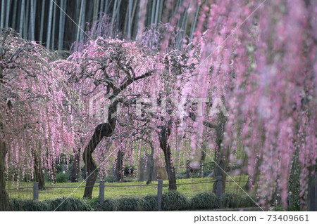 Pink plum blossoms and bamboo grove (Nagoya City Agricultural Center, Aichi Prefecture) 73409661
