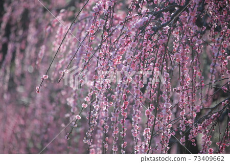 粉紅梅花(愛知縣名古屋市名古屋市農業中心的垂李) 粉紅梅花(愛知縣名古屋市名古屋市農業中心的垂李) 73409662