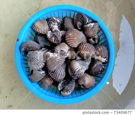 Scallops sold in the Thai market. 73409677