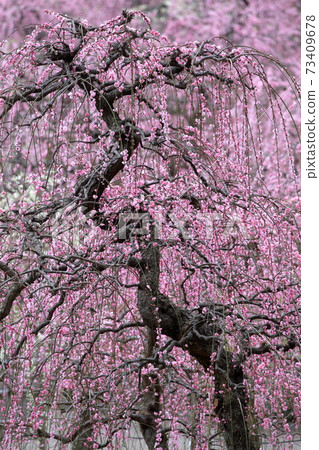 Pink plum blossoms (weeping plums, Nagoya City Agricultural Center, Nagoya City, Aichi Prefecture) Pink plum blossoms (weeping plums, Nagoya City Agricultural Center, Nagoya City, Aichi Prefecture) 73409678