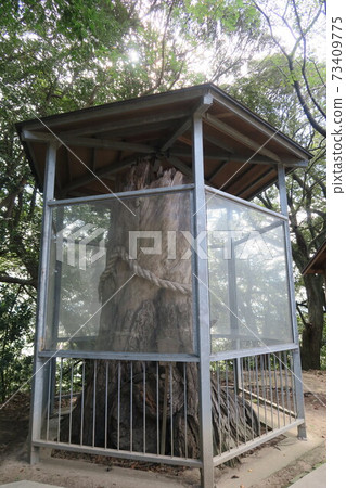 Nagahama Shrine-Pine with a bow- 73409775