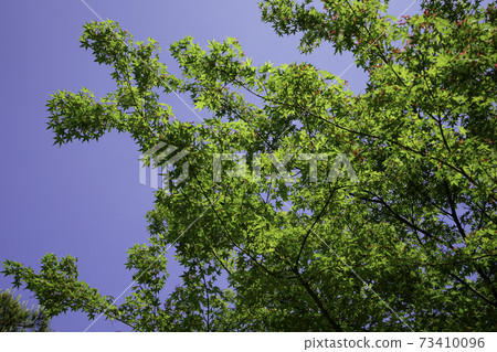 Young leaves of Japanese maple in the blue sky Young leaves of Japanese maple in the blue sky 73410096