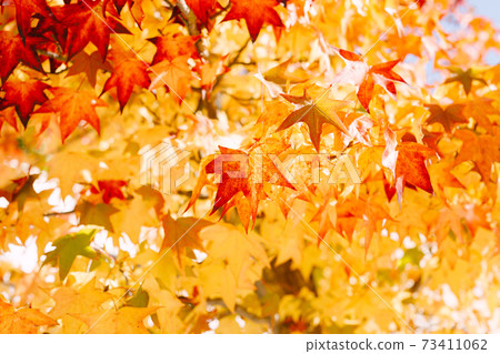 Close-up of many red, orange and yellow maple leaves on the tree. Fiery autumn paints. 73411062
