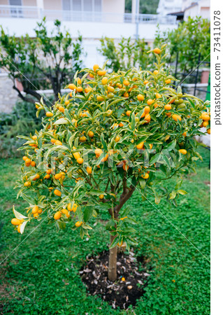 Kumquat or fortunella tree with ripe orange fruits on branches in the garden. 73411078