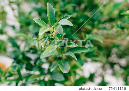 Green kumquat fruit or fortunella on a tree. Green kumquat fruit or fortunella on a tree. 73411116