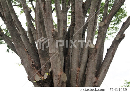 Keyaki (image of powerful branches and leaves) Keyaki (image of powerful branches and leaves) 73411489