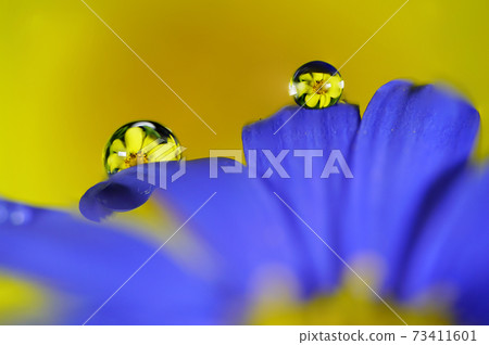 花上的水滴 照片素材 圖片 圖庫