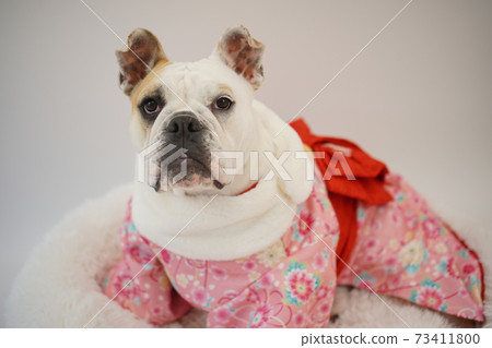 英國鬥牛犬幼犬和服日本服飾照片6 英國鬥牛犬幼犬和服日本服飾照片6 73411800