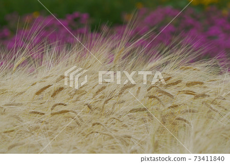 Wheat field Wheat field 73411840
