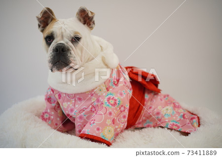 英國鬥牛犬幼犬和服和服日本照片39 英國鬥牛犬幼犬和服和服日本照片39 73411889