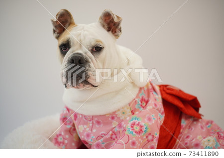 英國鬥牛犬幼犬和服和服日本照片40 英國鬥牛犬幼犬和服和服日本照片40 73411890