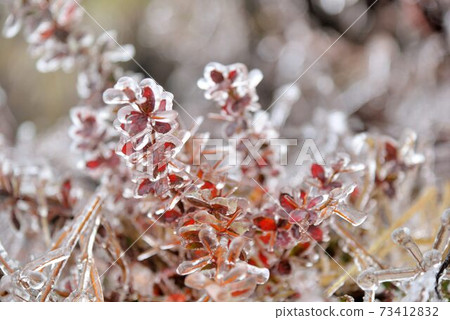 Belongs to the subtropical zone, with snow on the mountain, in Hehuan Mountain 73412832