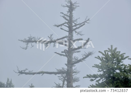 屬於亞熱帶,山上雪景,在合歡山台灣 屬於亞熱帶,山上雪景,在合歡山台灣 73412837