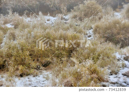 屬於亞熱帶,山上雪景,在合歡山台灣 屬於亞熱帶,山上雪景,在合歡山台灣 73412839