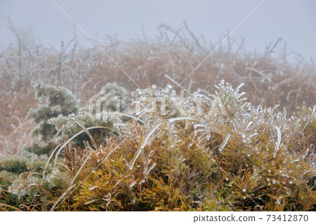 屬於亞熱帶,山上雪景,在合歡山台灣 屬於亞熱帶,山上雪景,在合歡山台灣 73412870