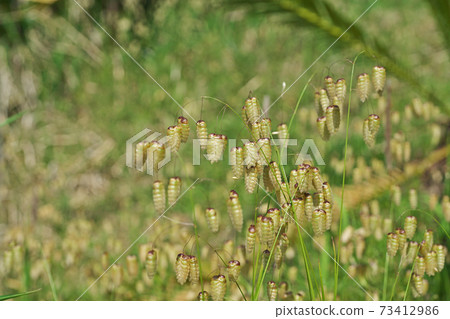 Green flowers of Greater Quake on the roadside Green flowers of Greater Quake on the roadside 73412986