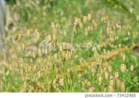 Green flowers of Greater Quake on the roadside Green flowers of Greater Quake on the roadside 73412988