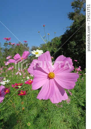 Expo'70 Commemorative Park-Flower Hill Cosmos- Expo'70 Commemorative Park-Flower Hill Cosmos- 73413751