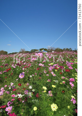 Expo'70 Commemorative Park-Flower Hill Cosmos- Expo'70 Commemorative Park-Flower Hill Cosmos- 73413760