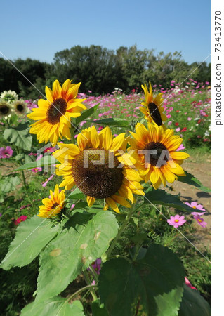 Expo'70 Commemorative Park-Flower Hill Cosmos and Sunflowers- 73413770