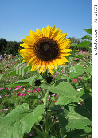 Expo'70 Commemorative Park-Flower Hill Cosmos and Sunflowers- Expo'70 Commemorative Park-Flower Hill Cosmos and Sunflowers- 73413772