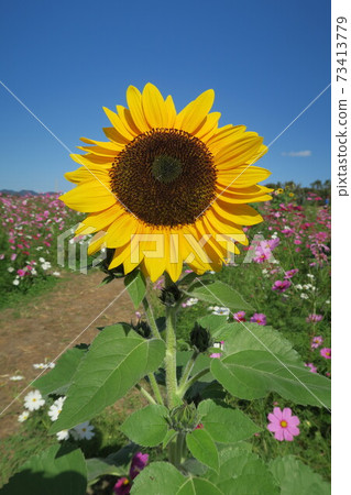 Expo'70 Commemorative Park-Flower Hill Cosmos and Sunflowers- 73413779