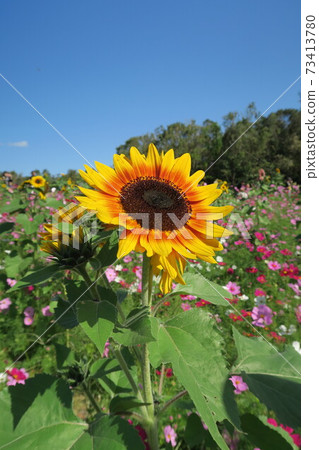 Expo'70 Commemorative Park-Flower Hill Cosmos and Sunflowers- Expo'70 Commemorative Park-Flower Hill Cosmos and Sunflowers- 73413780