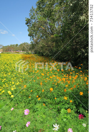 Expo'70 Commemorative Park-Flower Hill Cosmos- 73413782