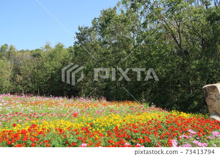 Expo'70 Commemorative Park-Flower Hill Cosmos- Expo'70 Commemorative Park-Flower Hill Cosmos- 73413794