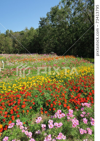 Expo'70 Commemorative Park-Flower Hill Cosmos- Expo'70 Commemorative Park-Flower Hill Cosmos- 73413795