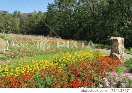 花岡博覽紀念公園-波斯菊 花岡博覽紀念公園-波斯菊 73413797